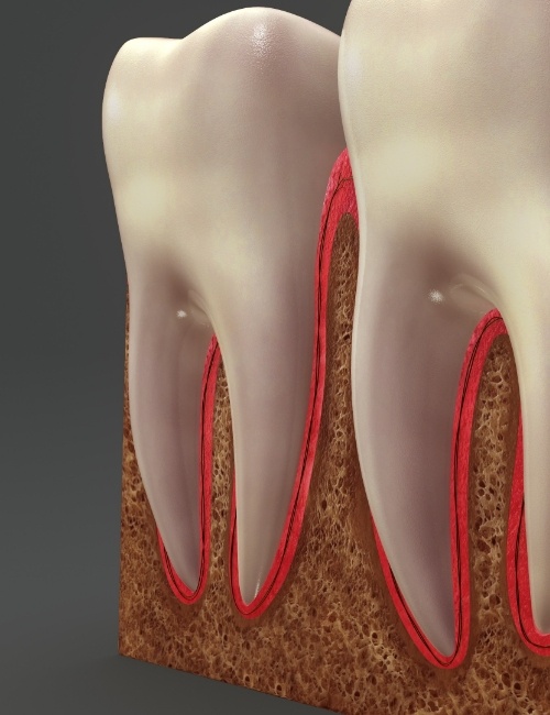 Animated smile showing tooth roots